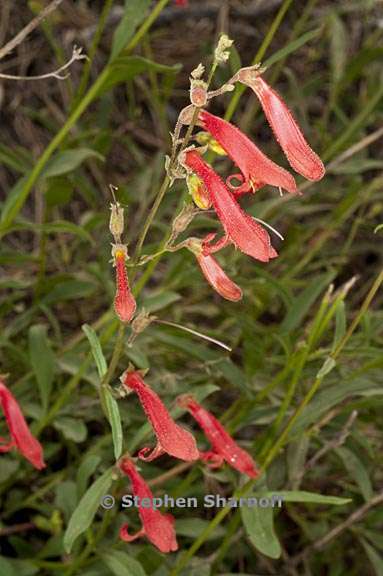 penstemon rostriflorus 7 graphic